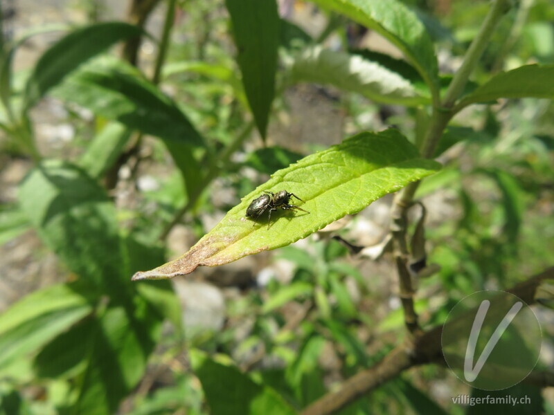 Springspinne (Heliophanus aeneus): Übersicht